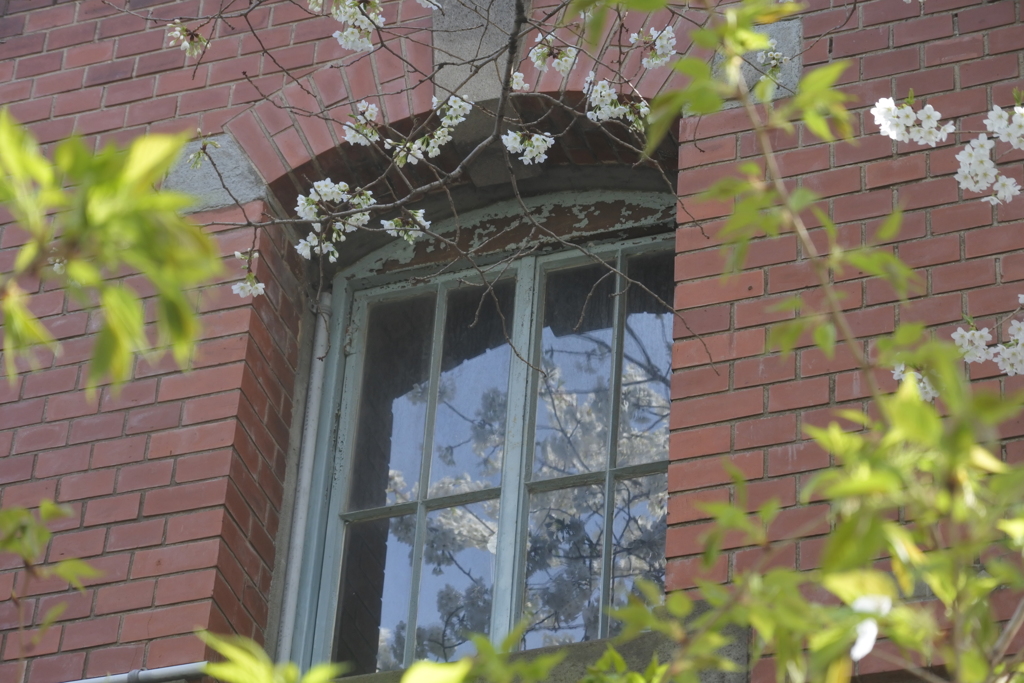 ガラスの中の桜