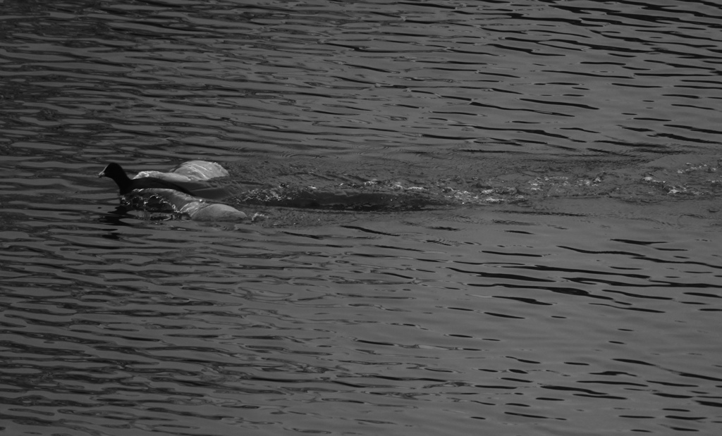 逃げ切りました。