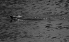 逃げ切りました。