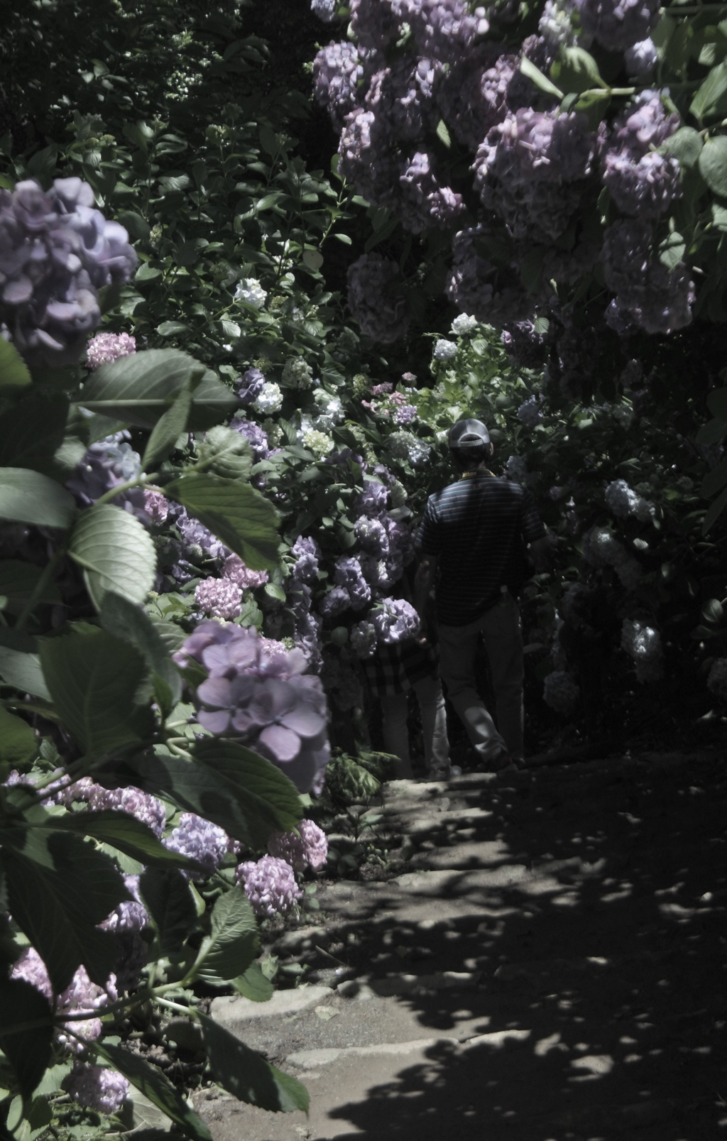 紫陽花迷宮へようこそ