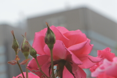芳純