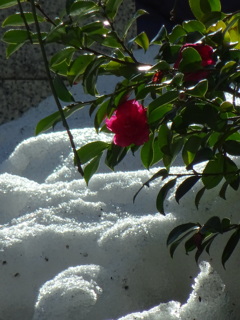 残り雪と山茶花