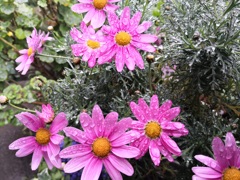 濡れた花びら