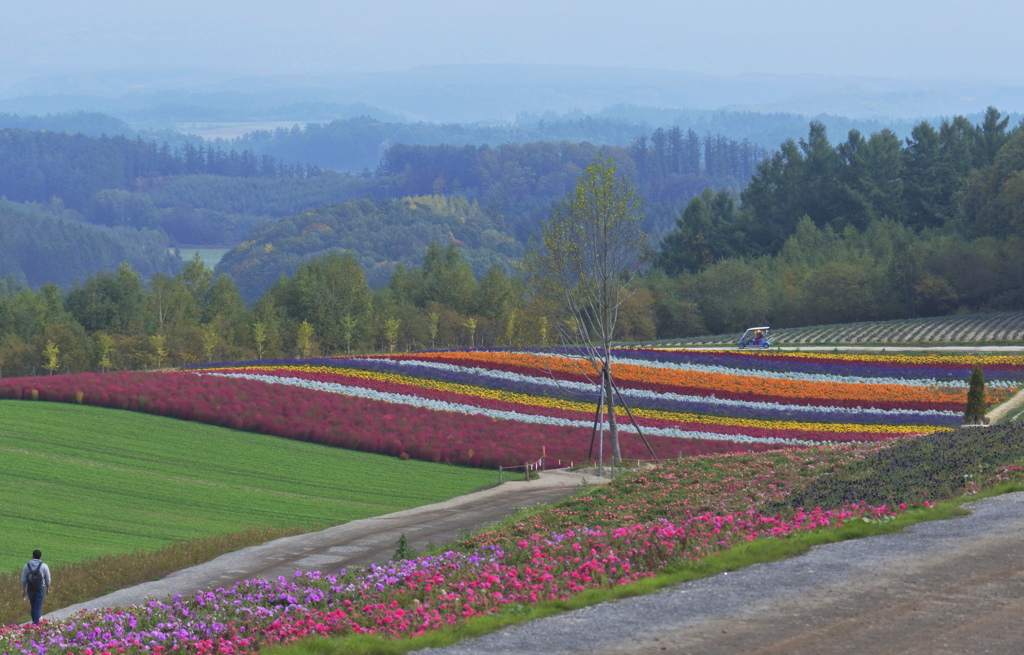 四季彩の丘～花畑１