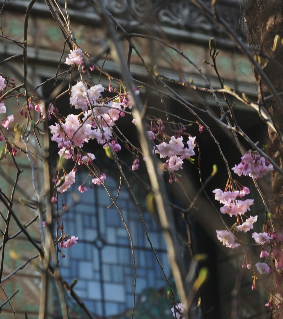 青淵文庫　ステンドグラスと桜