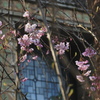 青淵文庫　ステンドグラスと桜