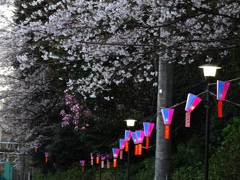 飛鳥山の桜
