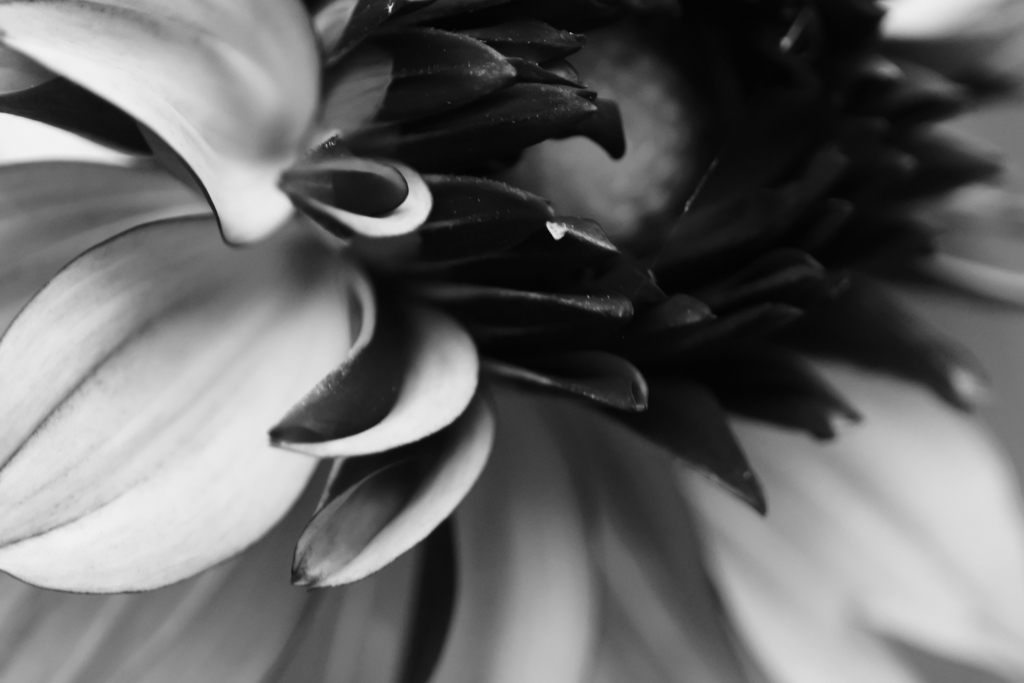 モノクロ　ダリア