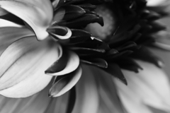 モノクロ　ダリア