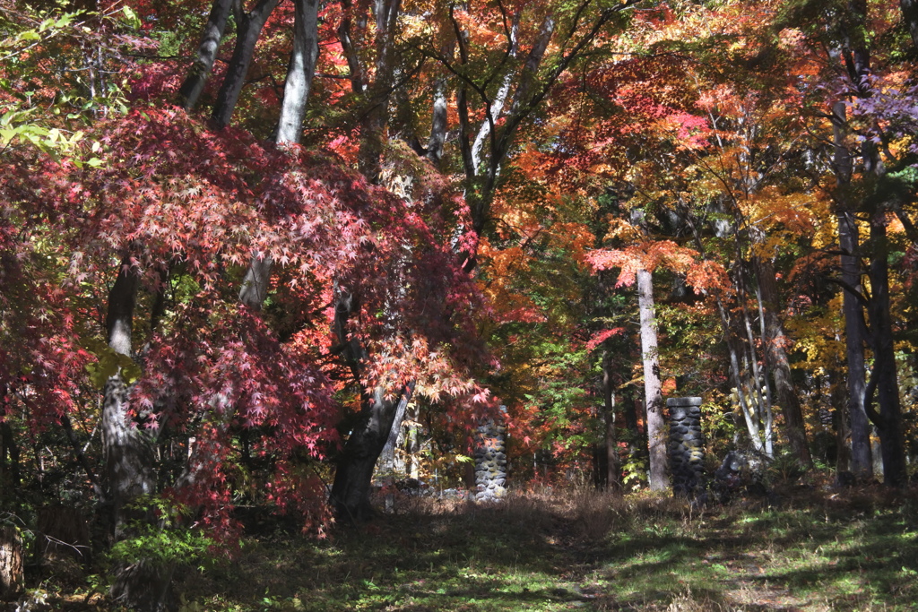 別荘地は紅葉真っ盛り