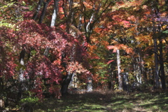 別荘地は紅葉真っ盛り