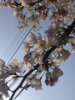 さくらさきました。
