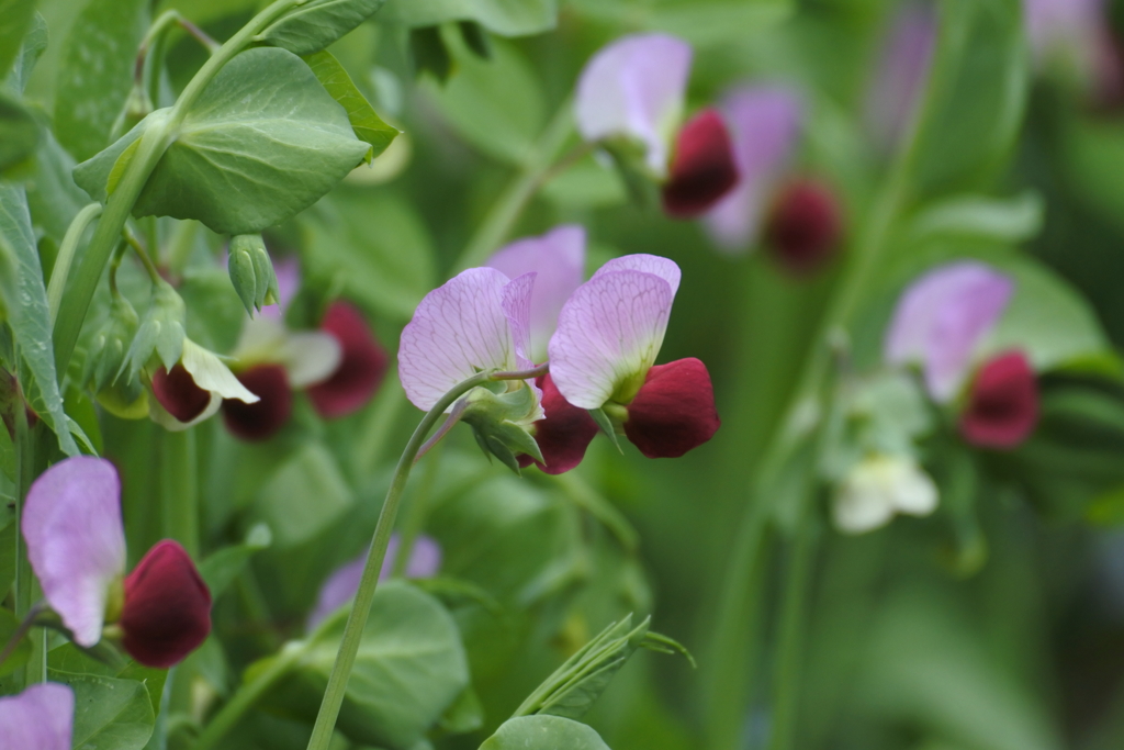 豆の花２