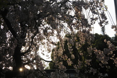 夕暮れの枝垂桜