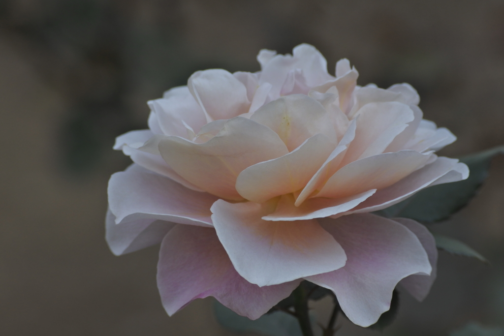 紫雲という名の薔薇