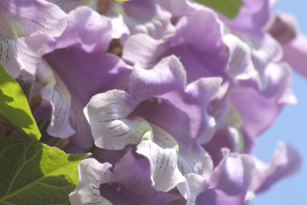 桐の花２
