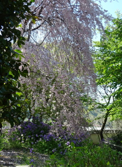 慈雲寺の枝垂れ桜