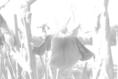 ジャーマンアイリス