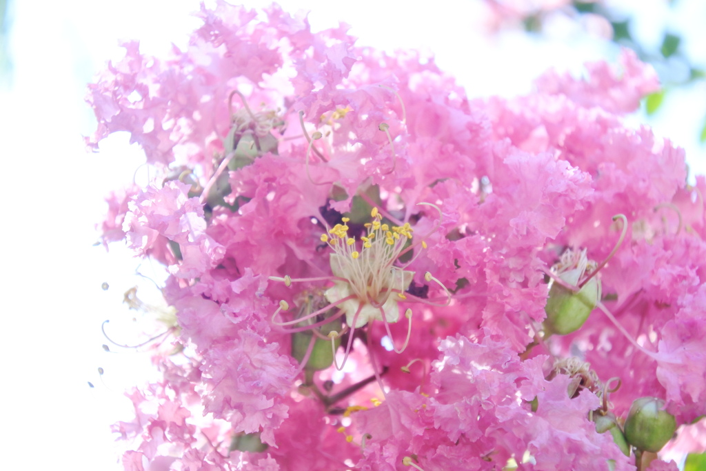 暑さに溶ける百日紅