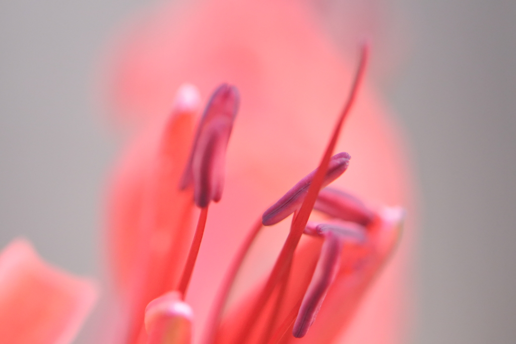 蕊のささやき