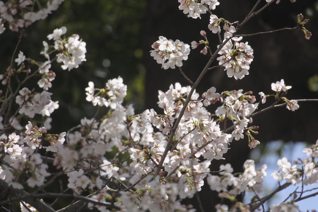 桜撮れて便　２