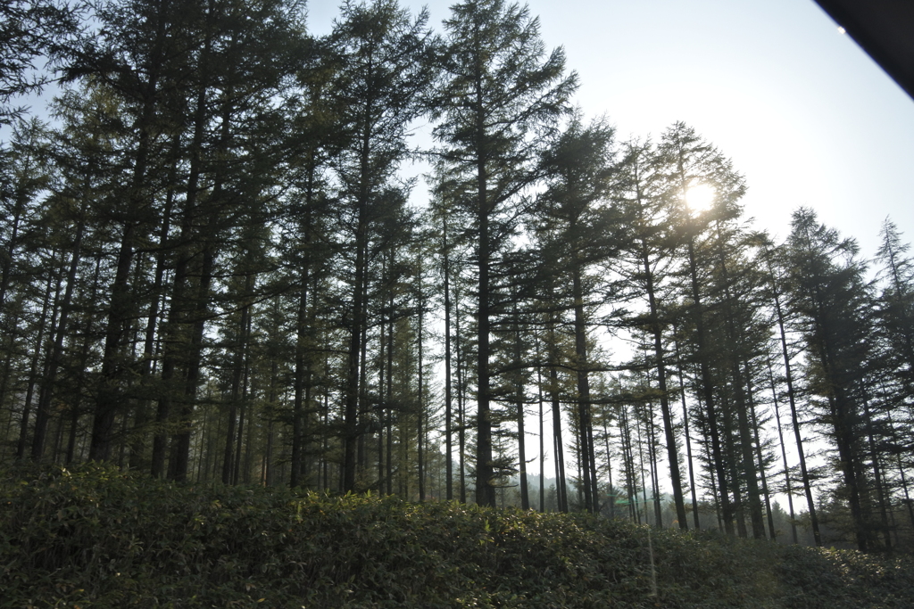 落葉松に陽が傾き始め