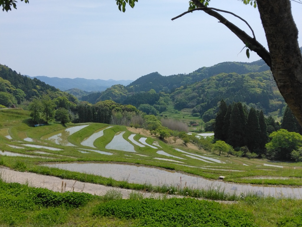 千枚田