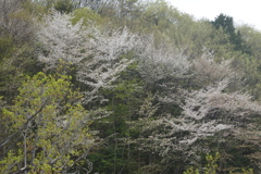 霞のような山桜