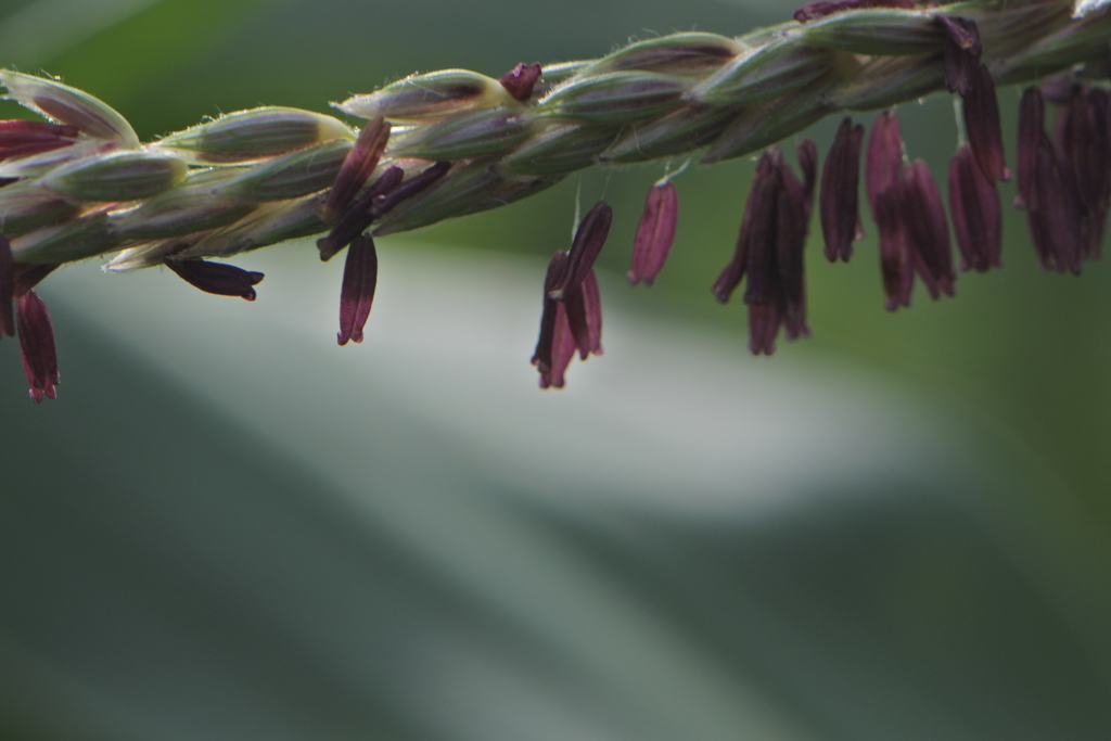 チェロキーロングコーン 雄花