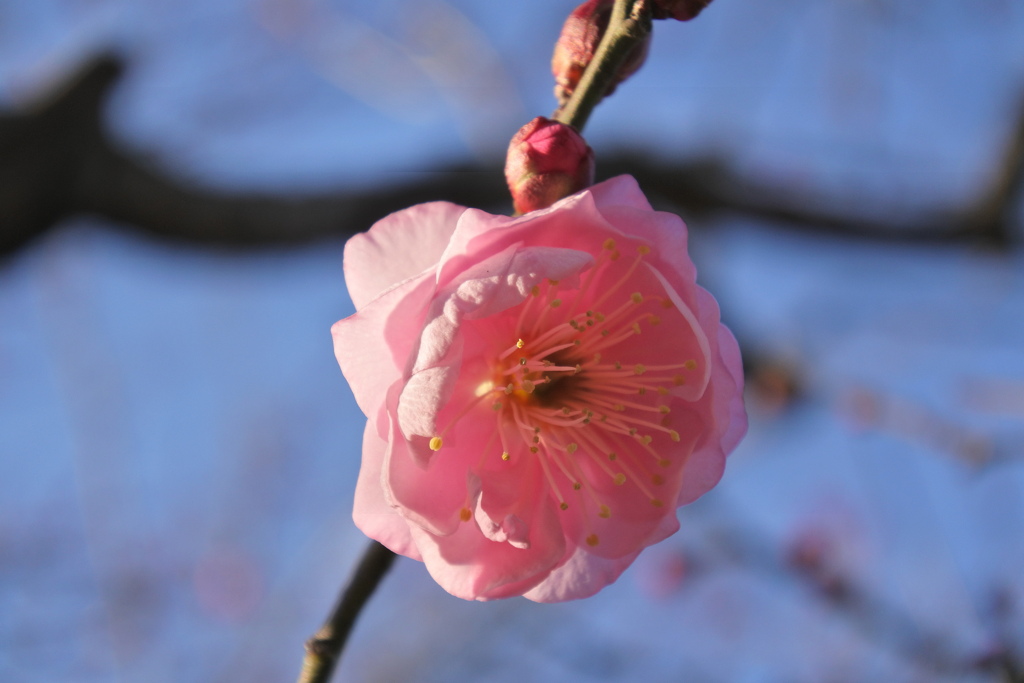 ひかりのほくろ