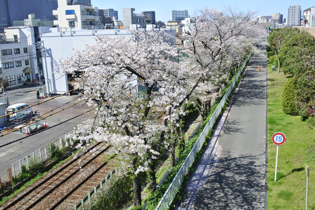 線路と桜並木