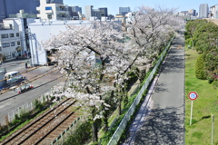 線路と桜並木