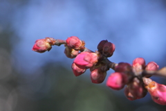 まだ運は開かない