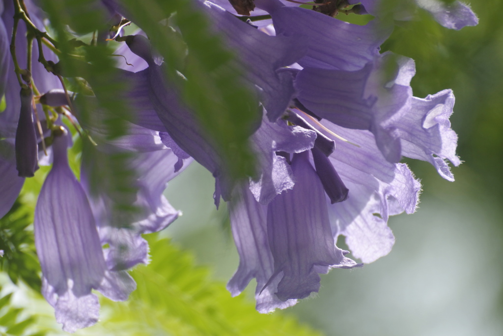 憧れのジャカランダの花