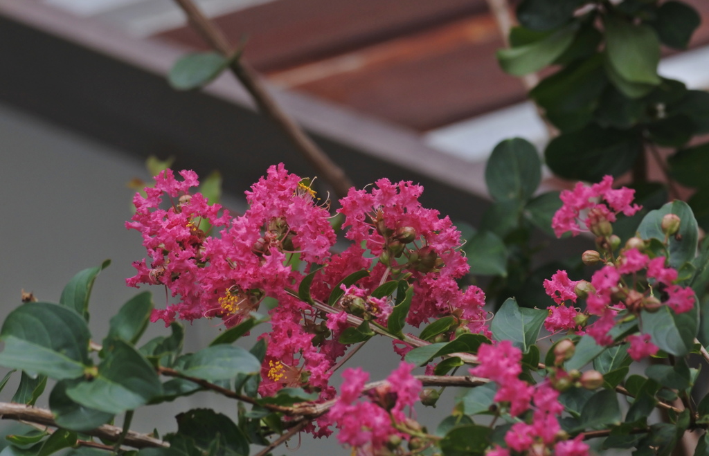 物置とさるすべり