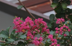 物置とさるすべり