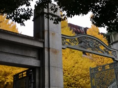 東京大学正門からの銀杏