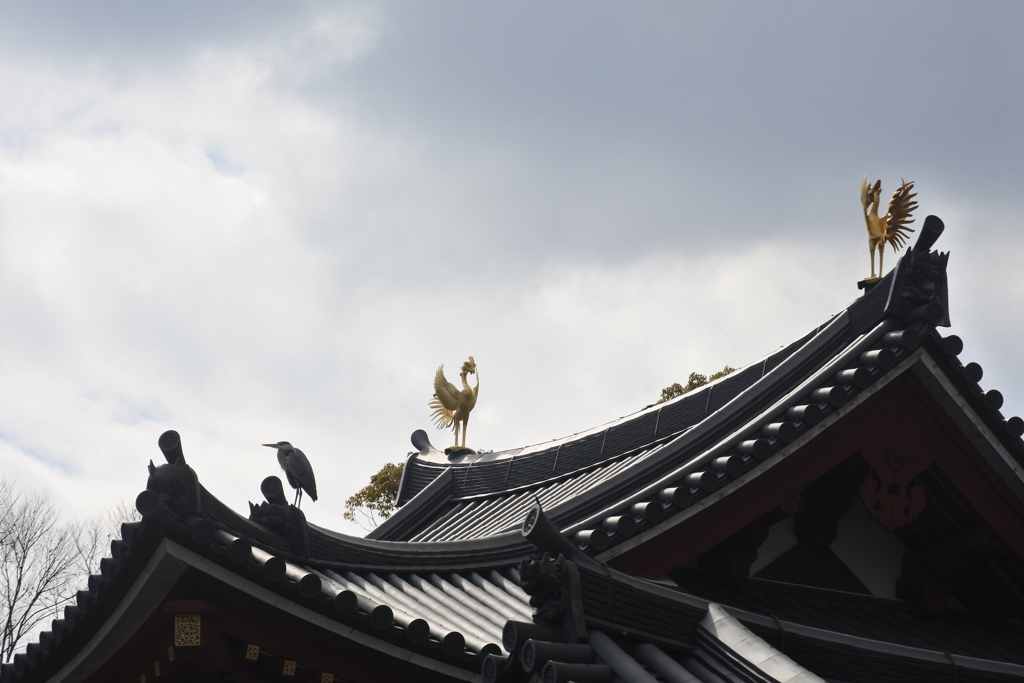 同じ鳥同士仲良くしましょ