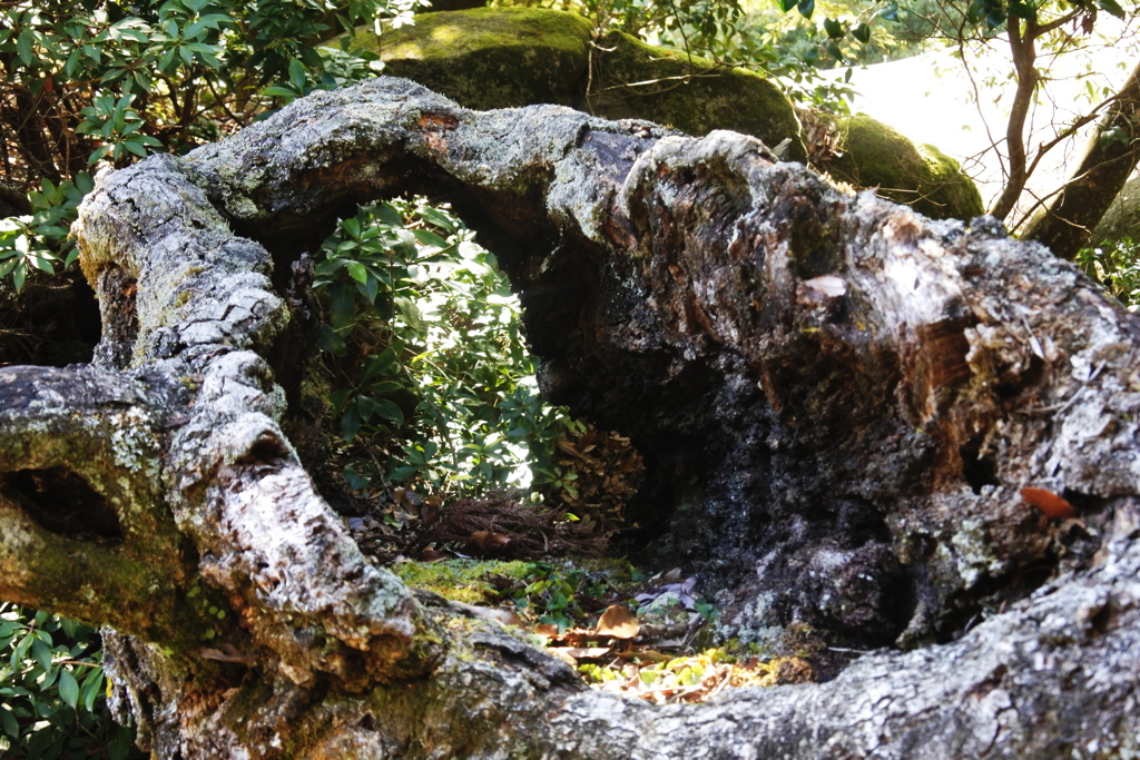 弥山　倒木の穴