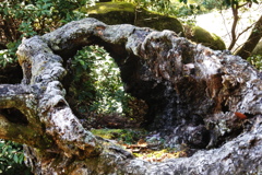 弥山　倒木の穴