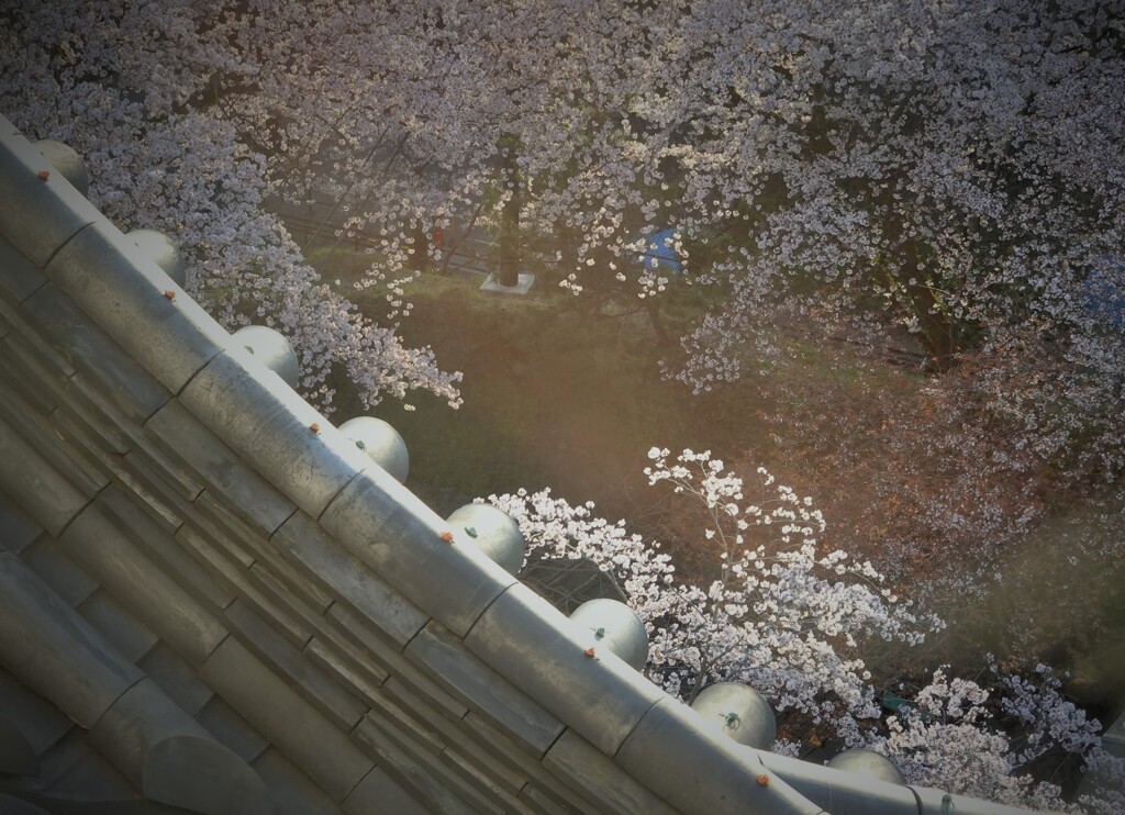 屋根と桜