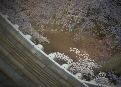 屋根と桜