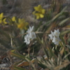 工事現場の花たち　１