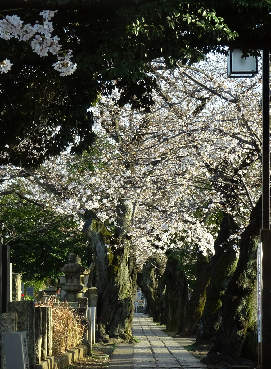 谷中霊園の桜