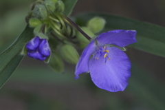 ムラサキツユクサ