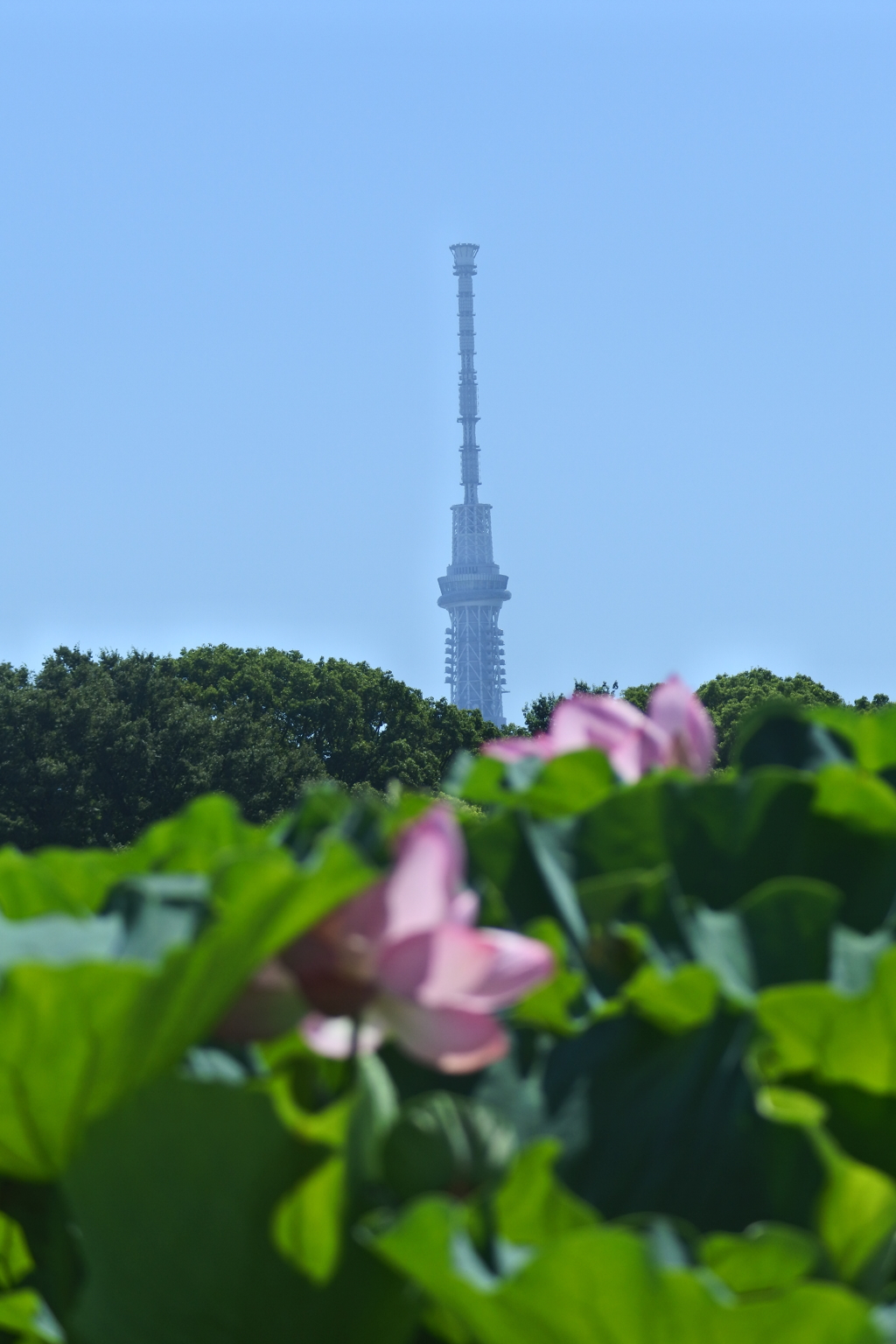 スカイツリーと蓮の花
