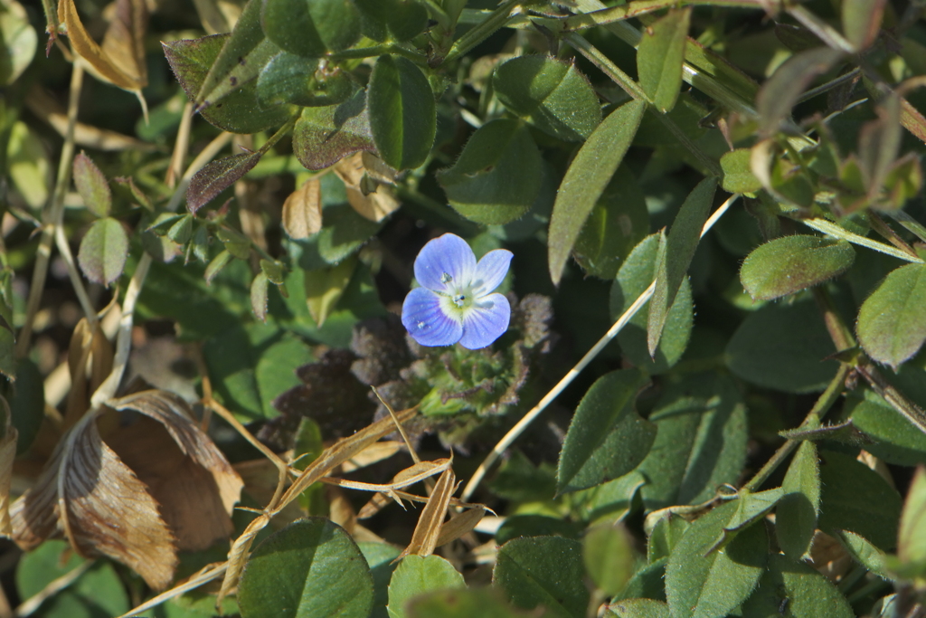 小さな春見～つけた！　オオイヌノフグリ
