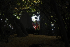 根津神社　木々の間から