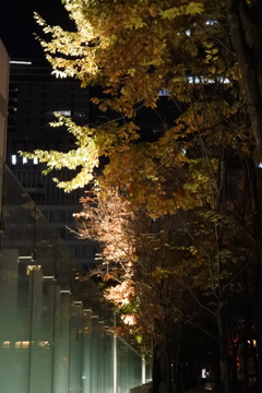 ビルの谷間のライトアップ　銀杏　東京