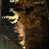 ビルの谷間のライトアップ　銀杏　東京